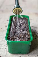 Watering Salvia horminum 'Blue Denim' seeds