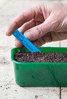 Adding plant label for Salvia horminum 'Blue Denim'