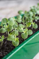 Salvia horminum 'Blue Denim' seedlings growth development