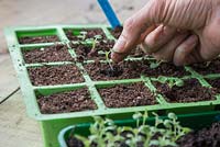 Pricking out Salvia horminum 'Blue Denim' seedlings into individual trays