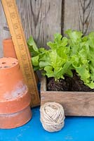 Lettuce plugs on blue tray with string, ruler and pots