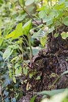 Alliaria petiolata growing in decomposing tree stump