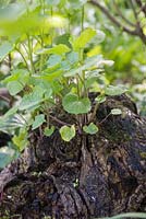 Alliaria petiolata growing in decomposing tree stump