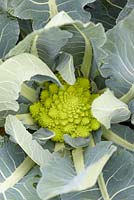 Brassica oleracea convar. botrytis var. botrytis White Gold