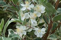 Myrtus communis 'Variegata' - variegated myrtle