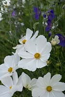 Combination of white cosmos with geranium and lavendar
