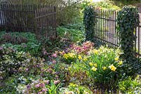 Spring scene with Helleborus next to antique metal garden fence and gate covered with ivy, Chionodoxa luciliae, Hedera helix, Helleborus orientalis and Narcissus