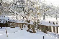 Snow covered orchard and farmer's garden with rose arch and wooden picket fence