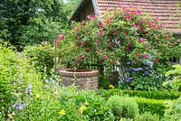 Clipped box hedge, brick well and a climbing rose over an arch. Plants are Rosa  'Scharlachglut', Artemisia abrotanum, Buxus, Campanula persicifolia, Clematis Hybrid 'Dorothy Walton',  Clematis 'Fujimusume', Hemerocallis.