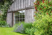 Wooden front of a historic farmhouse with large modern window, climbing roses - Rosa 'Direktor Benshop', 'Flammentanz' and Nepeta Faassenii