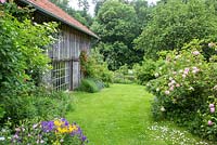 Informal garden with historic timber farmhouse. Planting includes Rosa 'Constance Spry', 'Direktor Benshop', 'Flammentanz', Alchemilla mollis, Aquilegia, Geranium magnificum, Hemerocallis.