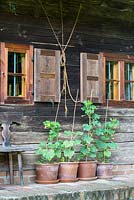 Cucumbers in terracotta pots in front of a typical Bavarian wooden farmhouse 
