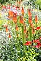Detail from the Kniphofia slope at the Weihenstephan Trial Garden, Kniphofia  'Alcazar'