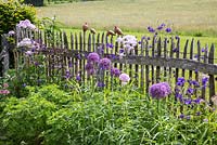 Chestnut fence with fancy ceramic animals and a planting with Allium, Aquilegia vulgaris, Thalictrum aquilegifolium