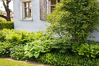 The shade exposed front of a clapboard house with Convallaria majalis, Hosta, Polygonatum and Viburnum