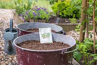 Seed packet in container with soil ready to sow Chard 'Pot of Gold'