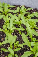 Growth development of Chard 'Pot of Gold' seedlings