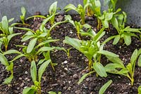 Growth development of Chard 'Pot of Gold' seedlings