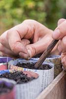 Sowing Lathyrus latifolius seeds into organic newspaper planting pots