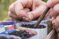 Sowing Lathyrus latifolius seeds into organic newspaper planting pots