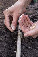 Sowing Mache 'Big Seeded' - Valerianella Locusta seeds into shallow trench