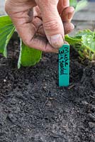 Adding plant label to Mache 'Big Seeded' - Valerianella Locusta