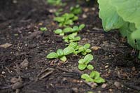 Growth development of Mache 'Big Seeded' - Valerianella Locusta seedlings