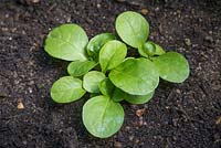 Growth development of Mache 'Big Seeded' - Valerianella Locusta