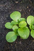 Growth development of Mache 'Big Seeded' - Valerianella Locusta