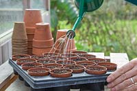 Watering Sweetcorn 'Minipop' F1 Hybrid - Zea mays var. rugosa seeds