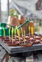 Growth development of Sweetcorn 'Minipop' F1 Hybrid - Zea mays var. rugosa seedlings