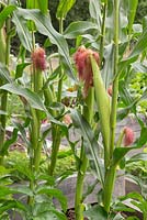Sweetcorn 'Minipop' F1 Hybrid - Zea mays var. rugosa ripening in vegetable bed