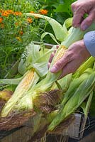 Peeling back husk of Sweetcorn 'Minipop' F1 Hybrid - Zea mays var. rugosa, revealing rows of kernels