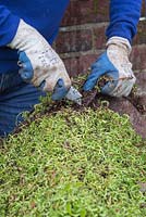 Using a Stanley knife to cut off any excess sedum matting - creating a living roof for a dog kennel