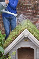 Watering the newly laid Sedum matting - creating a living roof