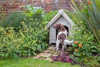 Pet dog by kennel with a green living roof created using sedum matting