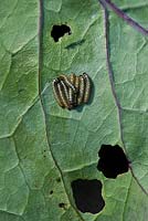 Pieris rapae  - Small cabbage white butterfly caterpillars on Kohl Rabi leaf