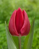 Tulipa 'Debutante rood zonder rand'