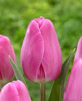 Tulipa 'Barcelona Pink'