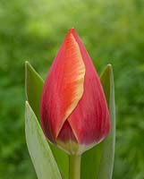 Tulipa Kimberley