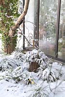 Group of Carex morrowii and Corylus avellana in basket covered in pine branches and snow beside conservatory - Welsch Garden, Berlin, Germany
