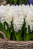 Hyacinthus orientalis 'Aiolos' - Dutch Hyacinth 
