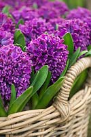 Hyacinthus orientalis 'Miss Saigon' - Dutch Hyacinth 