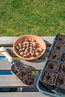 Ingredients required to grow Montbretia 'George Davison' - Crocosmia crocosmiiflora
