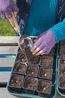 Covering freshly planted Montbretia 'George Davison' - Crocosmia crocosmiiflora bulbs with a layer of compost