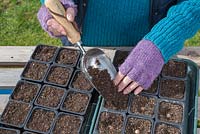 Covering freshly planted Montbretia 'George Davison' - Crocosmia crocosmiiflora bulbs with a layer of compost