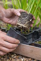Showing root system of pot bound Montbretia 'George Davison' - Crocosmia x crocosmiiflora bulbs