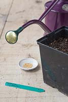 Ingredients required for growing Setaria italica 'Lowlander'