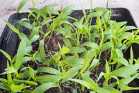 Growth development of Setaria italica 'Lowlander' seedlings