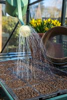 Watering freshly sown Mina lobata seeds